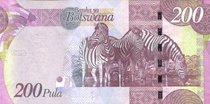 zebra-botsw.jpg